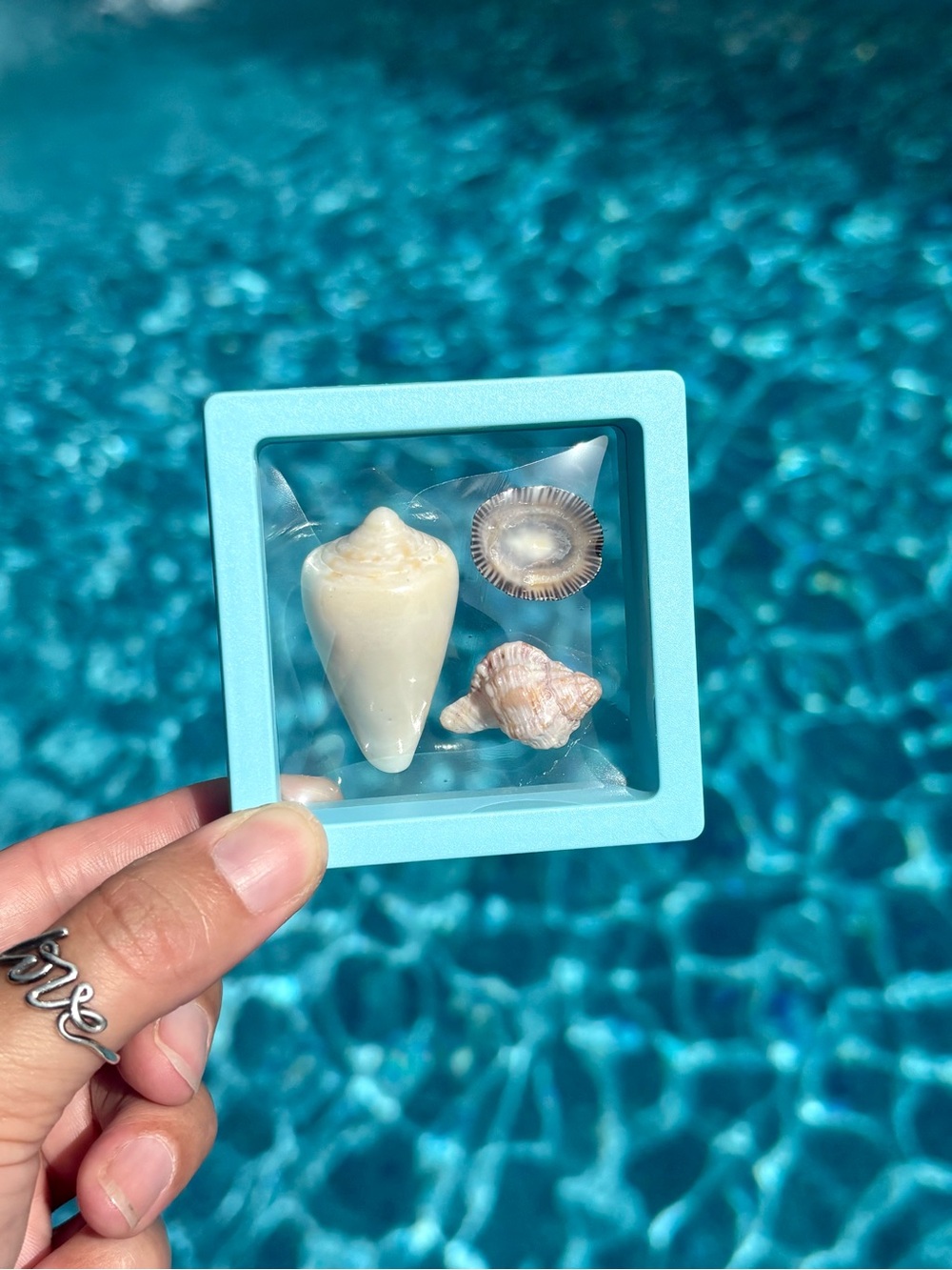 Sanibel Island Shell Trio Display, Cone, Limpet, Murex Shell Art